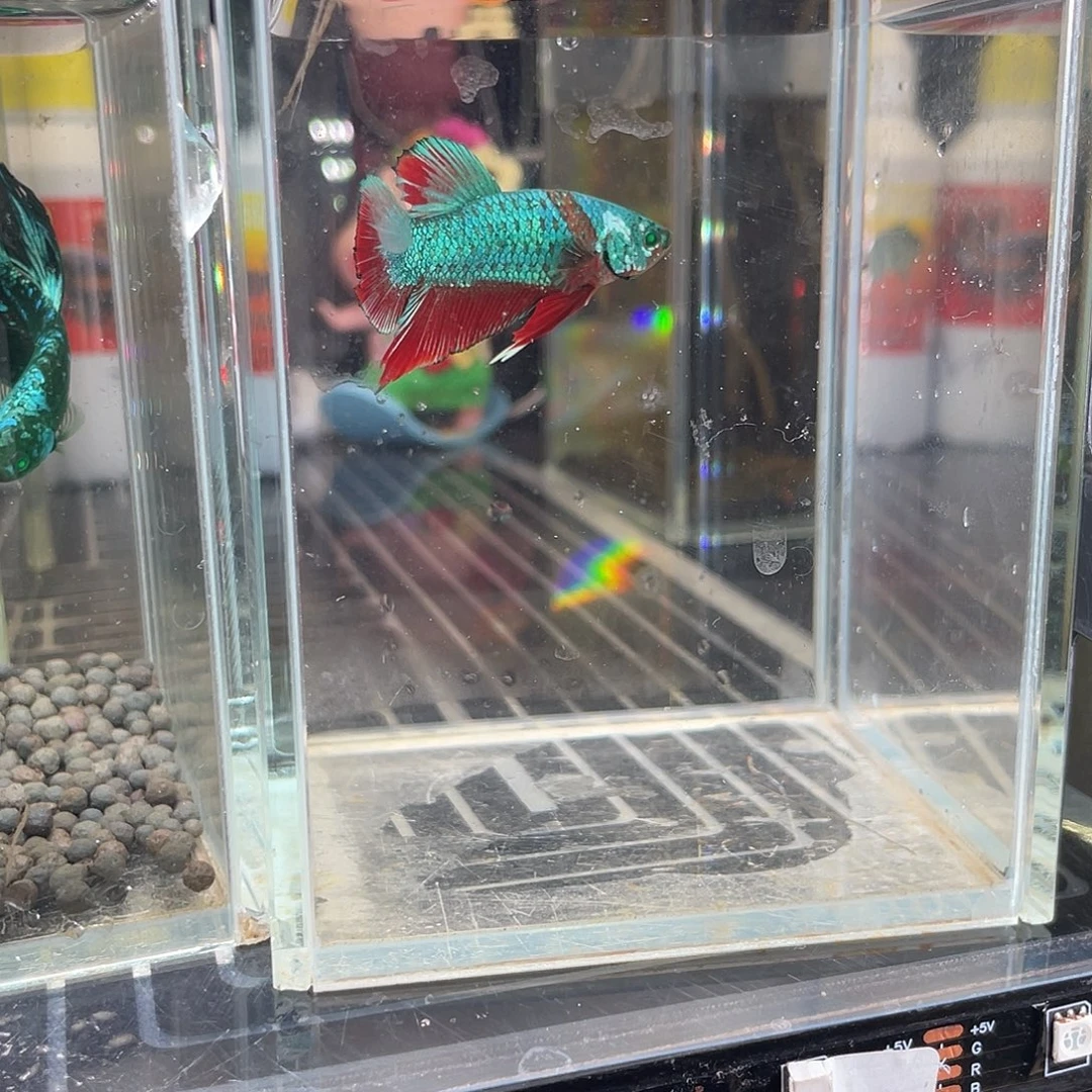 斗鱼绿眼豹子27号公