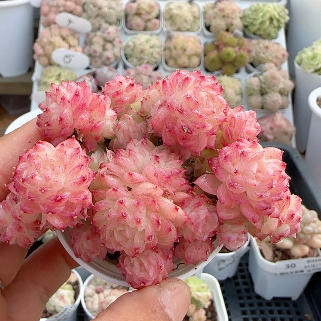 【闪购商品】0121-34福利麦杆