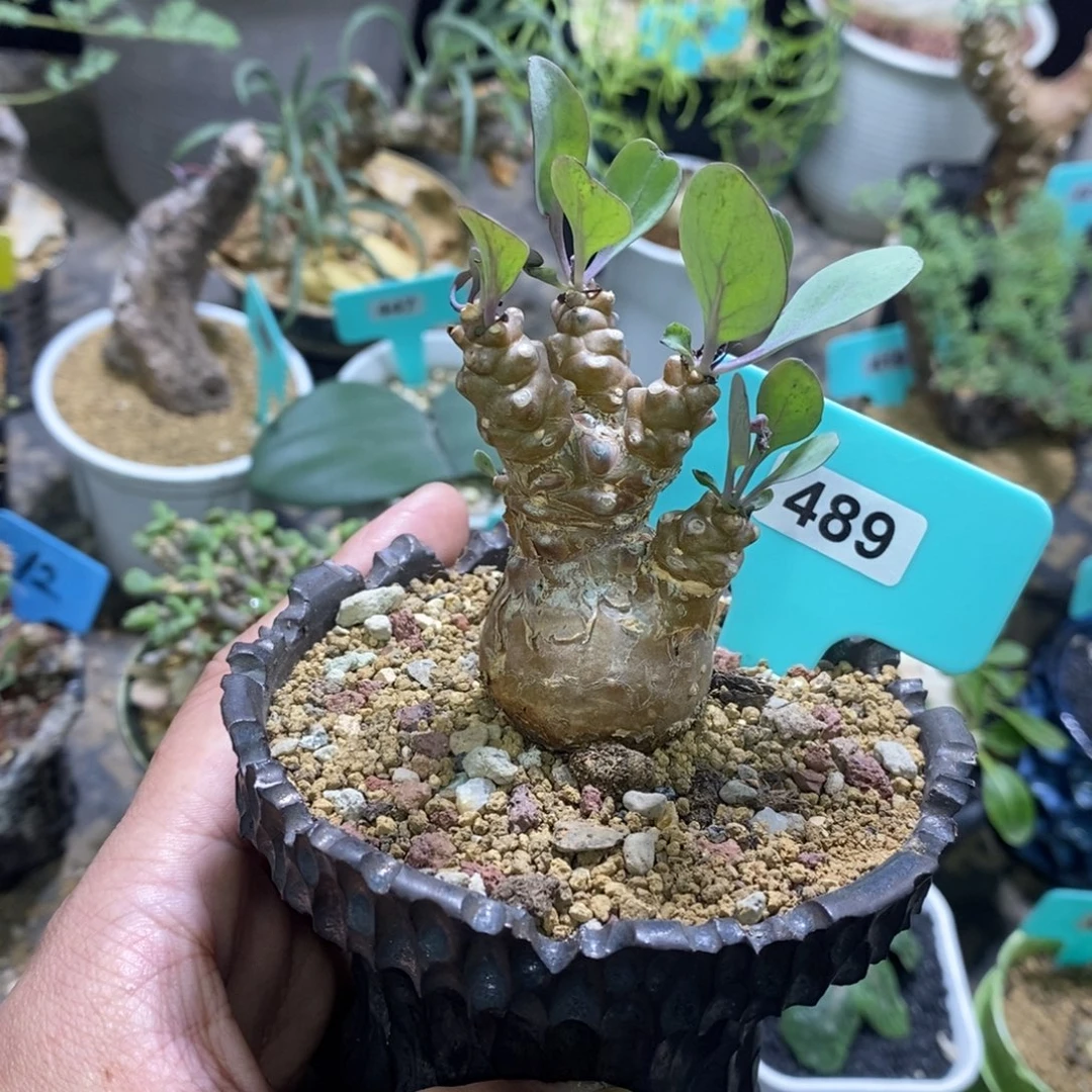 蛮鬼塔杂美尻厚炖菊