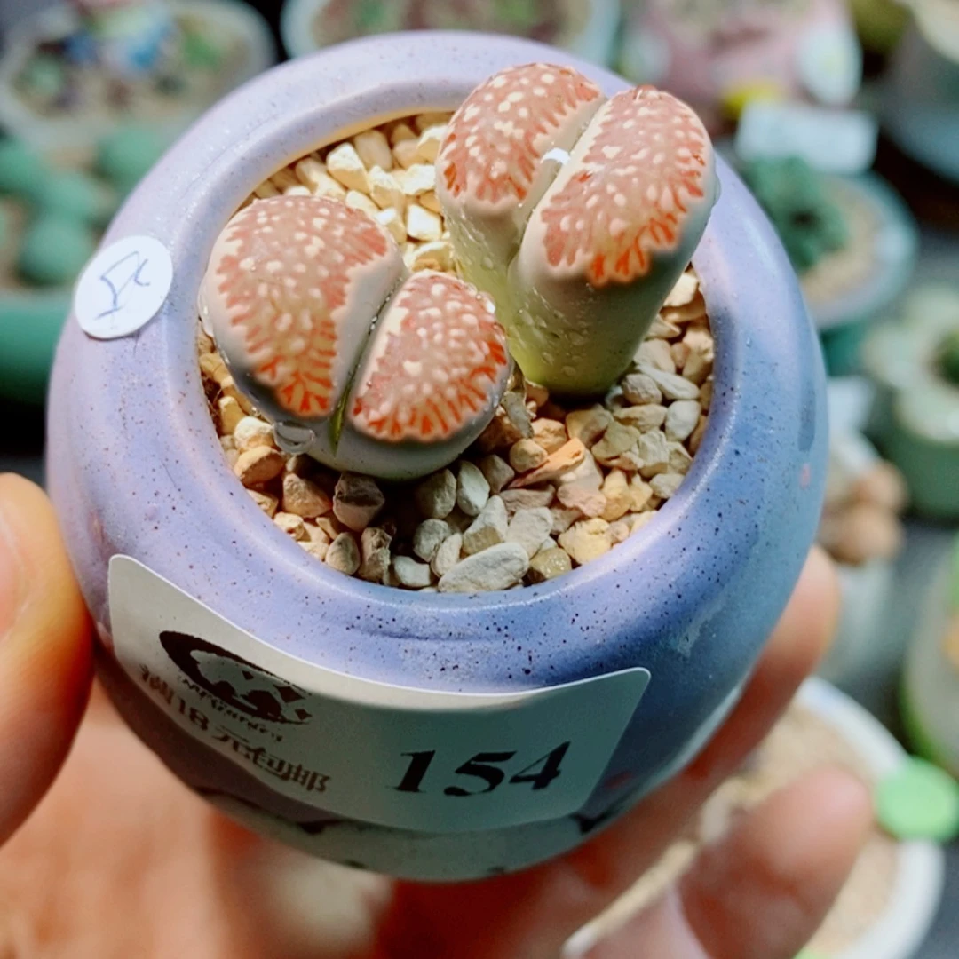 生石花花哈哈哈哈154