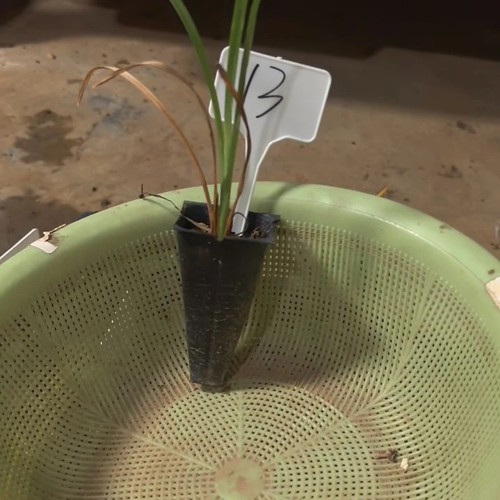 当前无花栽培后可以开花13（翡翠梦一棵）