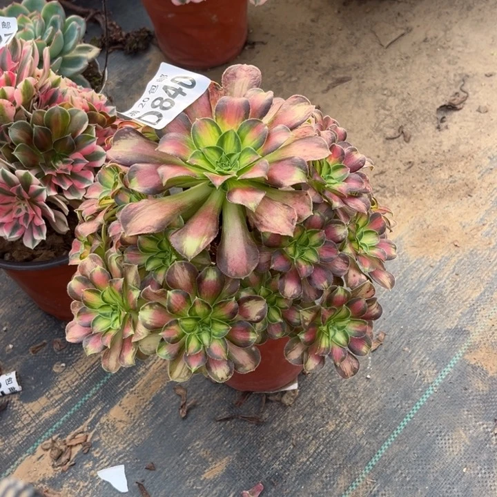 840韶华不包断枝