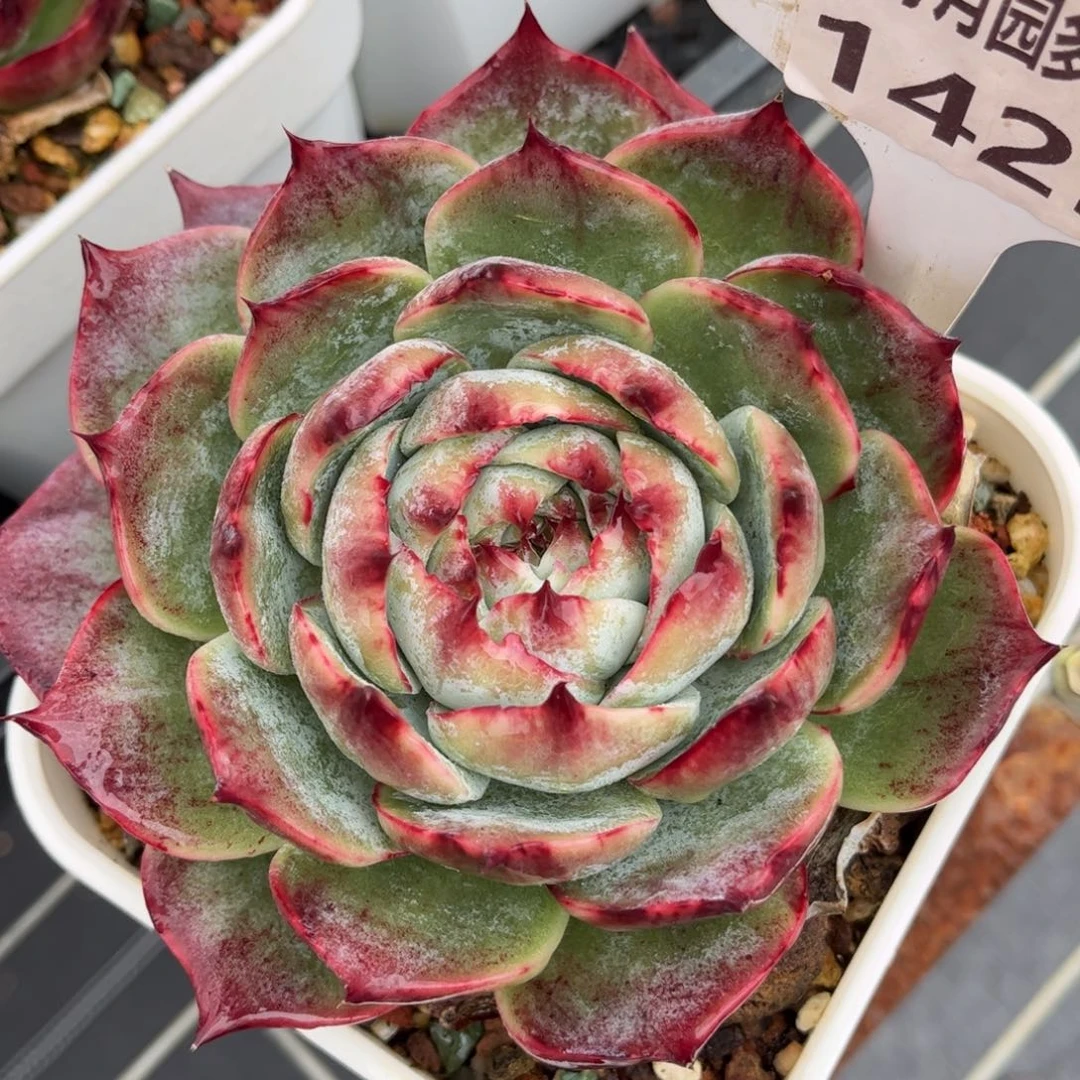 多肉植物1425 满30包邮