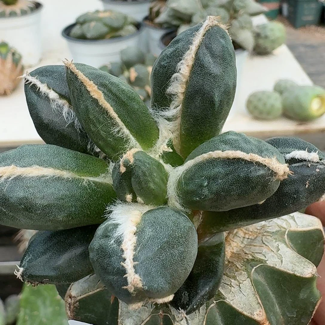 【闪购商品】无花朵简**单欧系蛋尤385