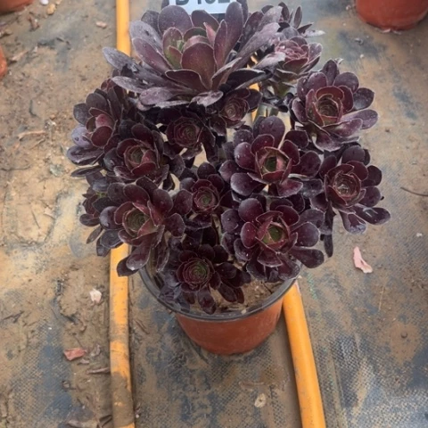 432黑元叶不包断枝