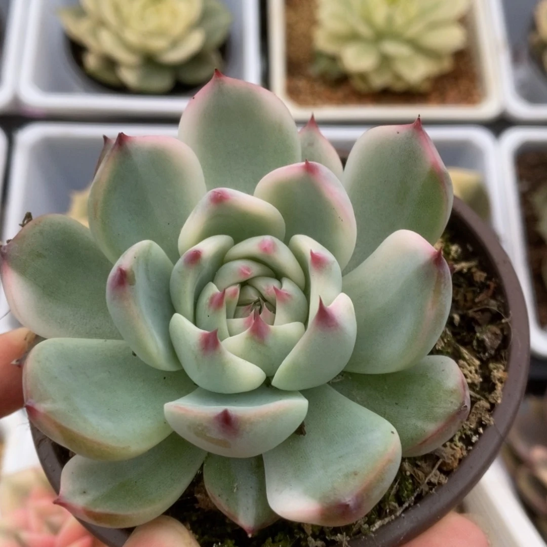 319锦锦锦锦锦锦锦锦