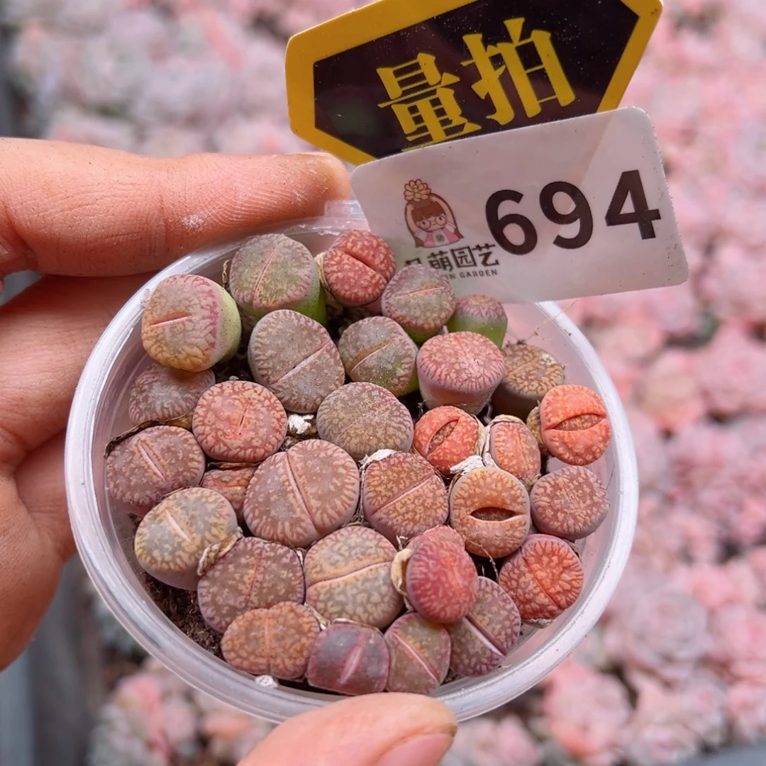 多肉植物多肉植物