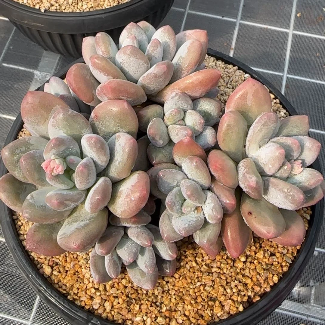 从前慢花园精选多肉香水