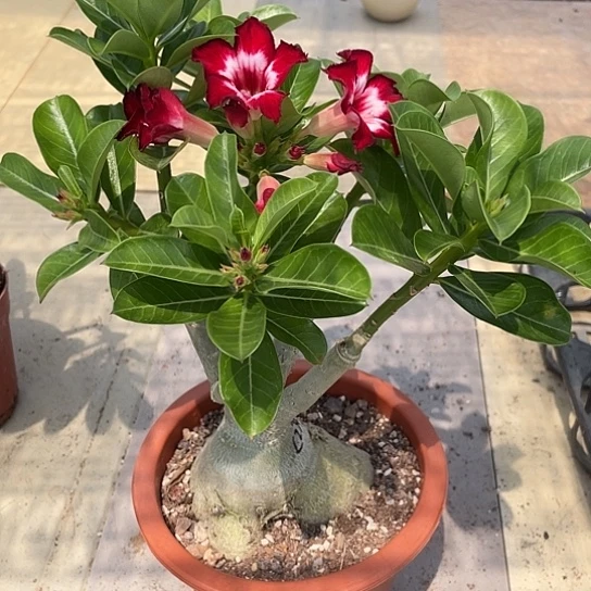 完全开放改*甜甜圈