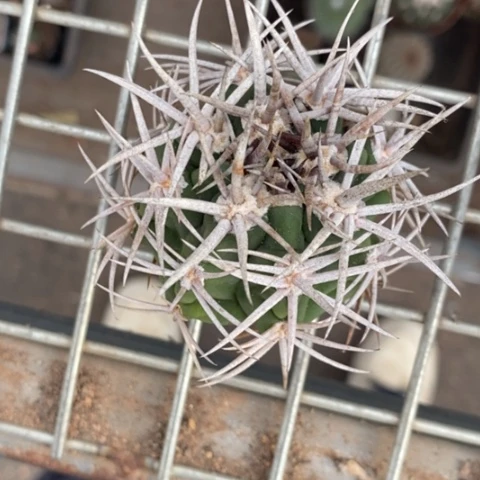 何*乌实生五十铃5仙人球