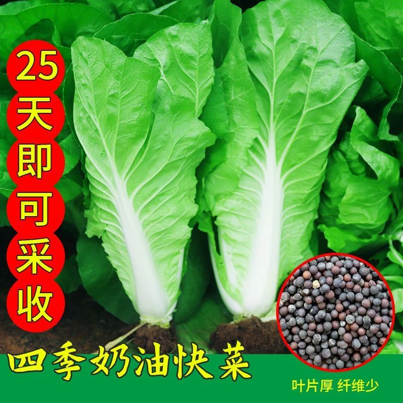 四季奶油快菜种子孑小白菜菜籽耐热速生快菜种孑阳台蔬菜籽种大全