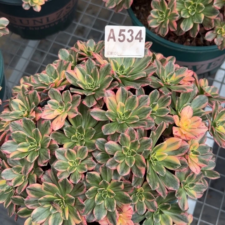 534甜茶22厘米左右