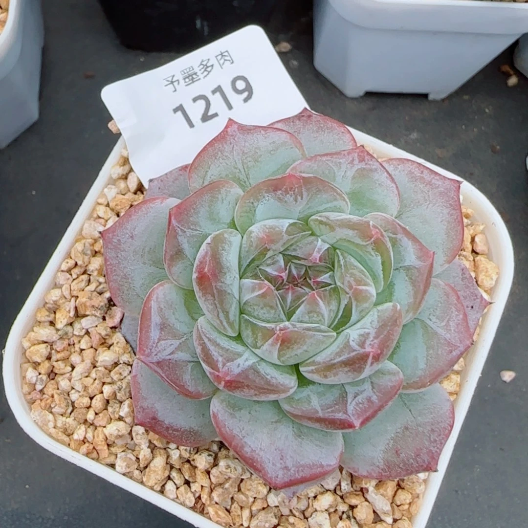 薰衣草，1219多肉植物