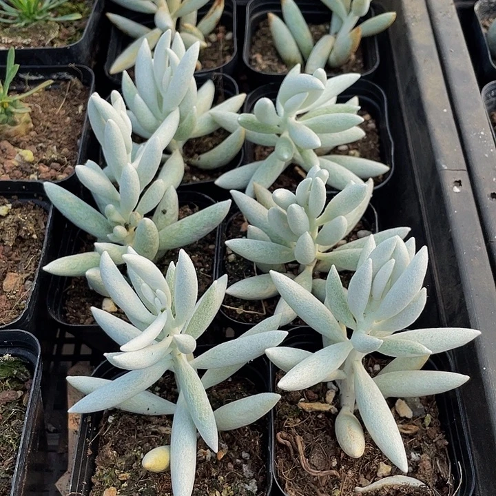 银月3.8带盆土发货