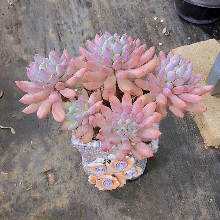芜***.索罗门多肉植物老桩