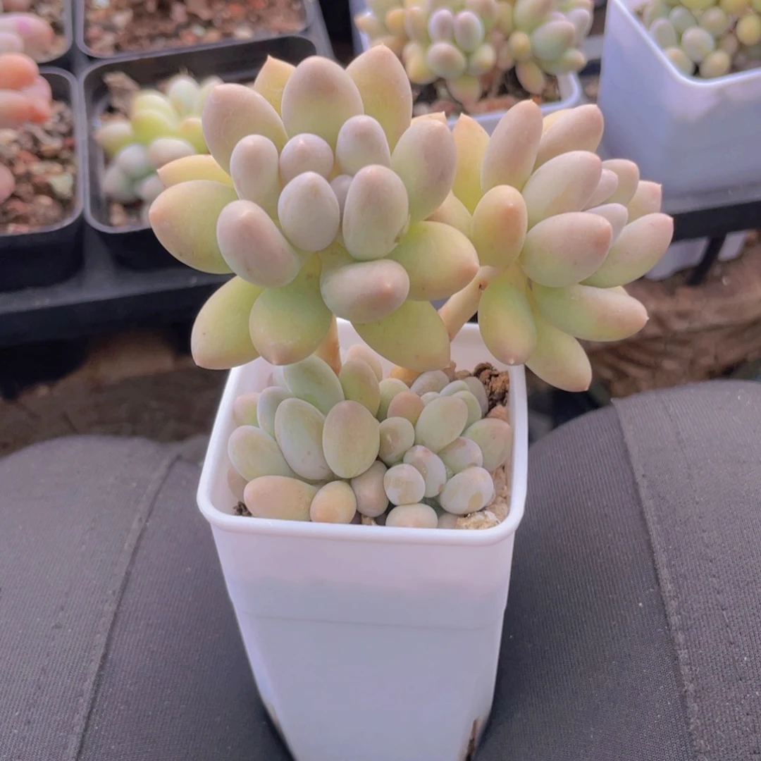 姜*多肉植物多肉植物