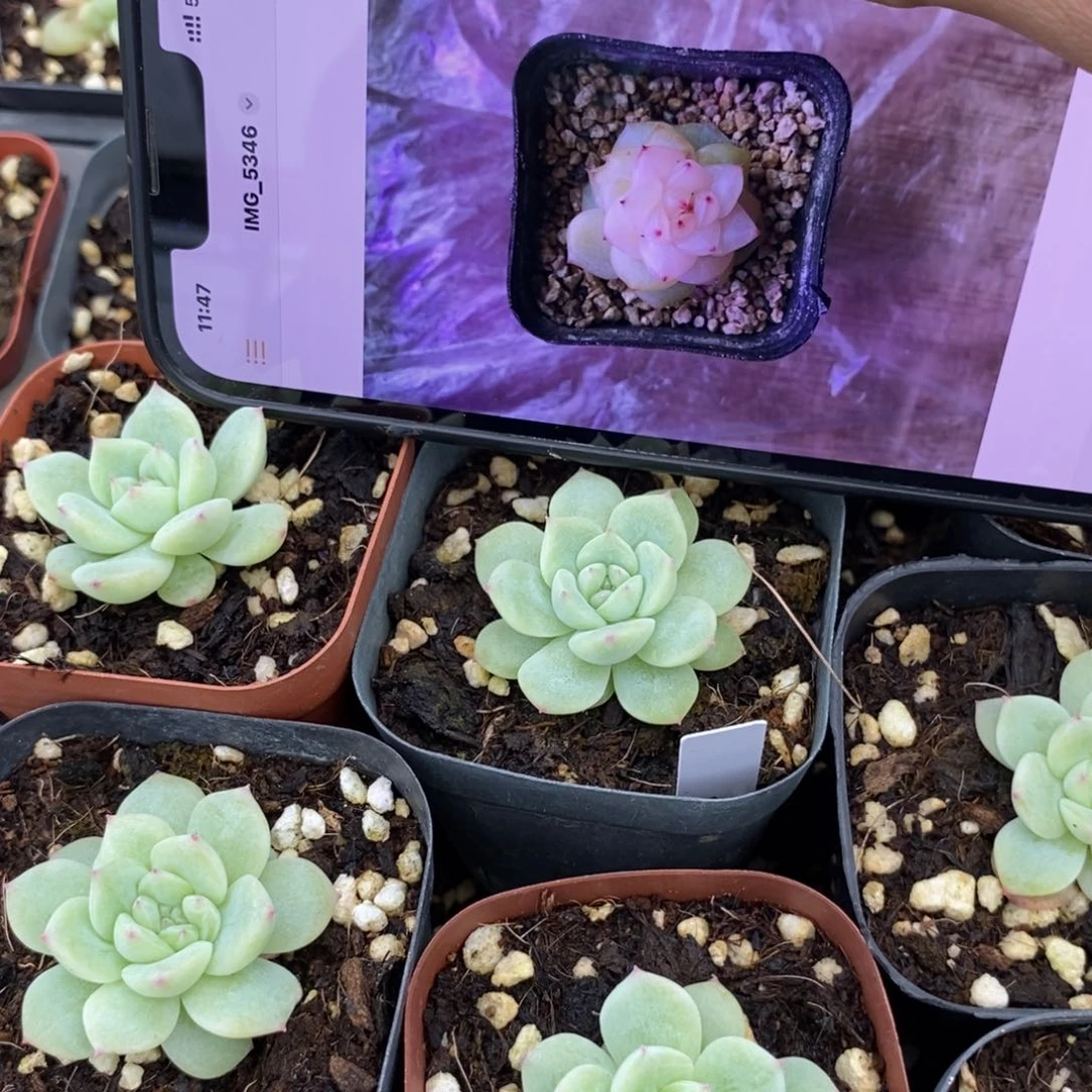 上盆寒绯一个多肉量拍