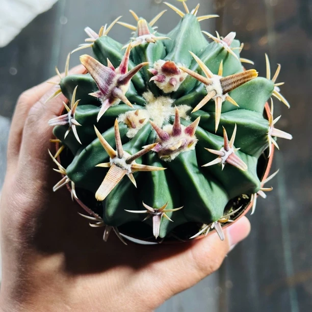 实生蟹刺宽刺凌波仙人球