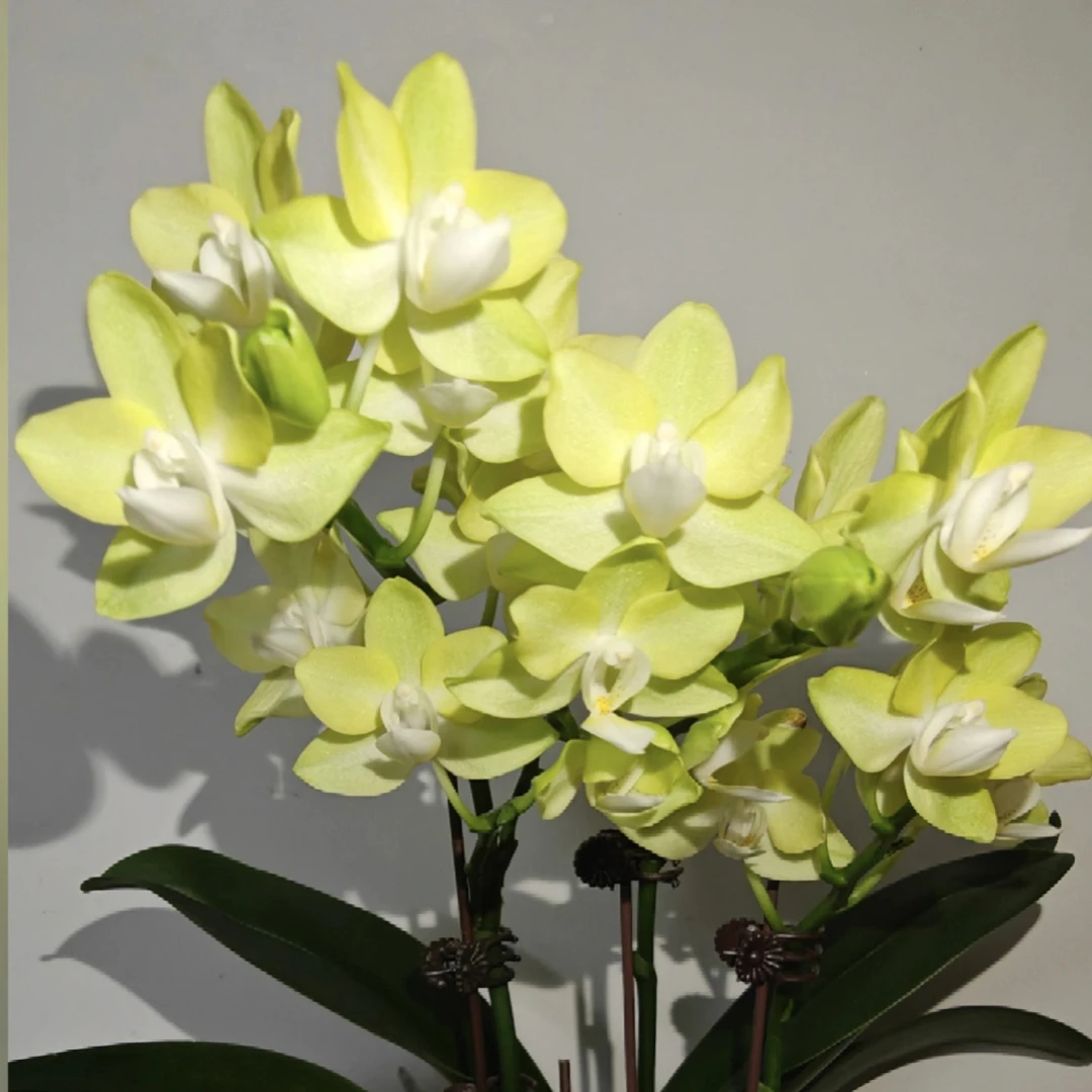 【芭比娃娃】稀缺蝴蝶兰2.8寸苗子 蜡质花 黄绿色小花型