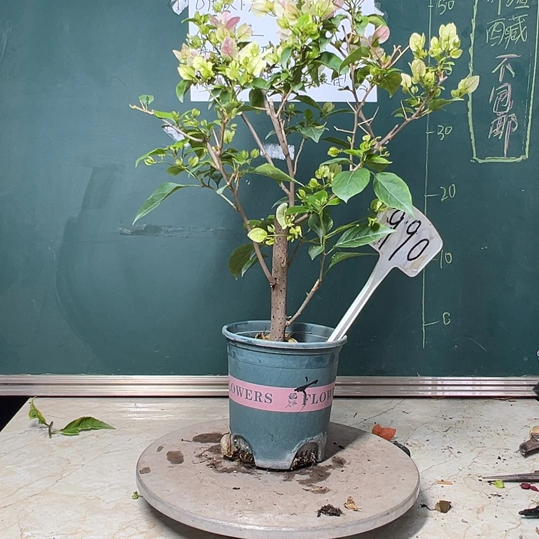 完全开放广红樱 990