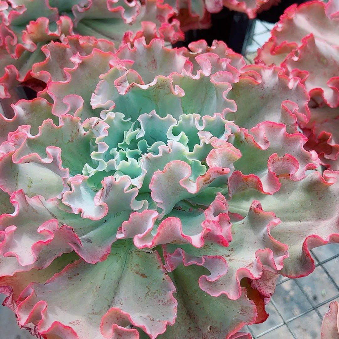 高莎之翁特大包菜