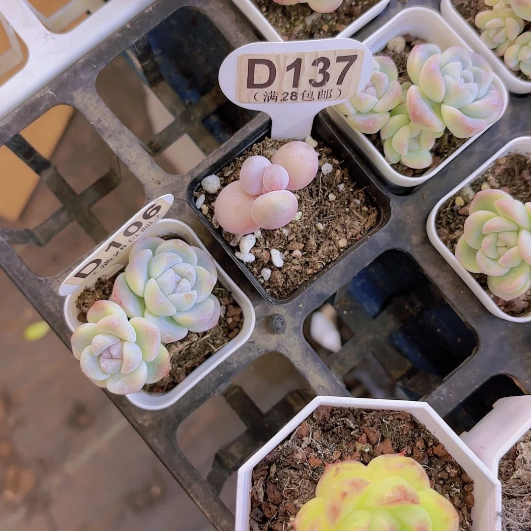 A**.D137水光针一物一拍