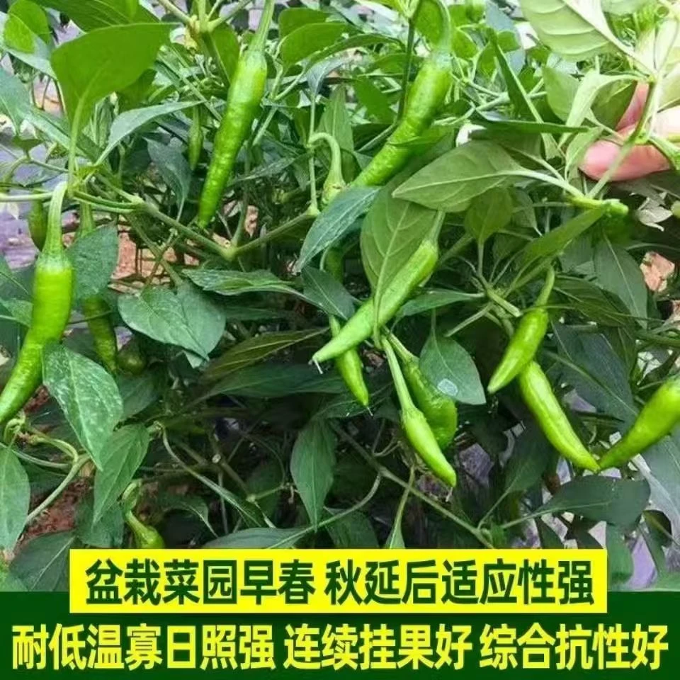 【樟树港辣椒种子】  自家留种 纯正出芽率高老种 自留种 当年新种