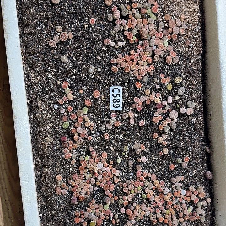 生589石花整框脱土发货不售后