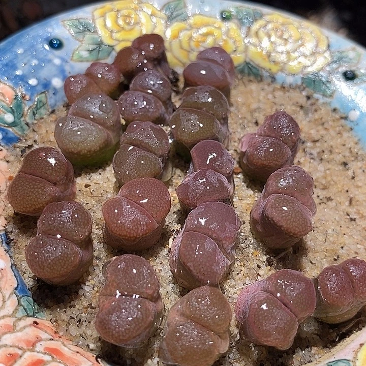 18527温莎风铃一颗