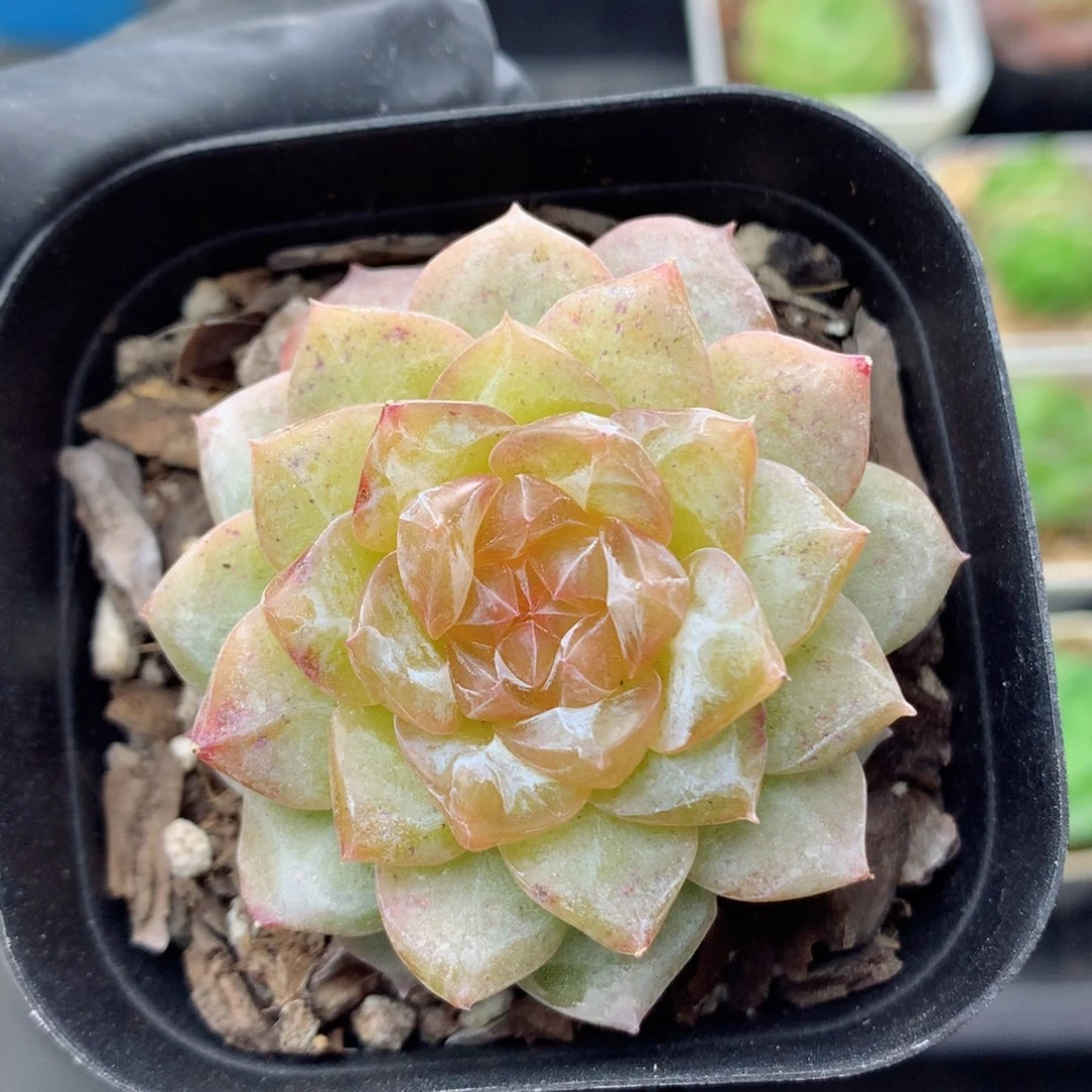 58包邮  群生不包整糖心45