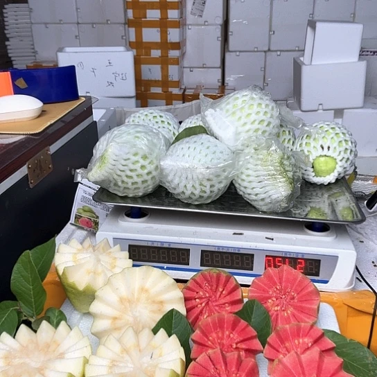 珍珠芭乐流*.芭乐