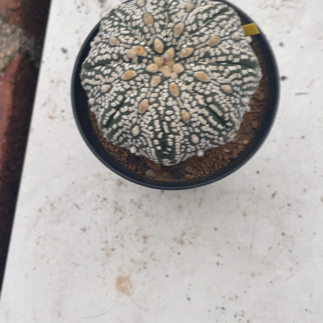 无花朵兜一物一拍