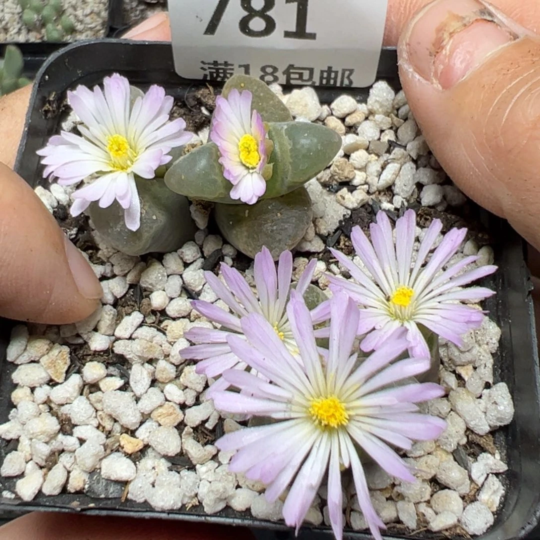 【闪购商品】781……