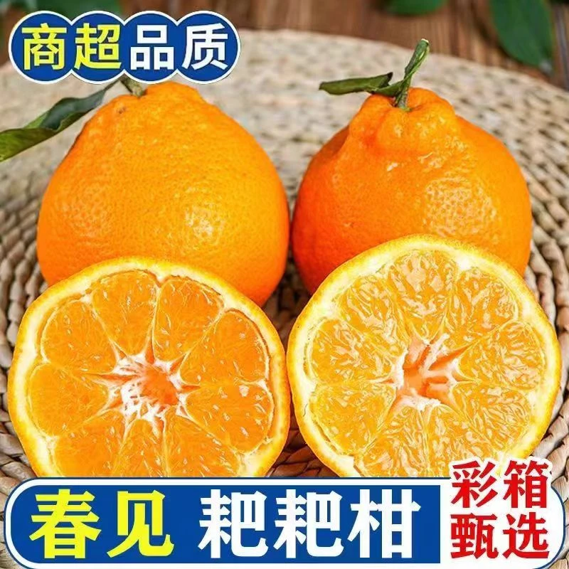 【大远精选】正宗四川春见粑粑柑大果净重5斤