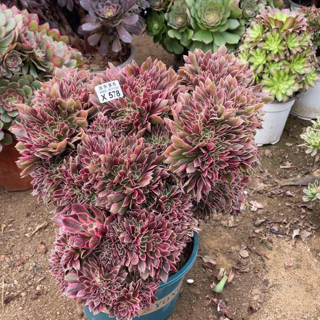 578女神多肉法师断枝不包