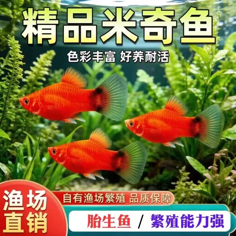 精品米奇鱼胎生鱼热带观赏鱼熊猫鱼好养耐活适合新手淡水鱼包邮