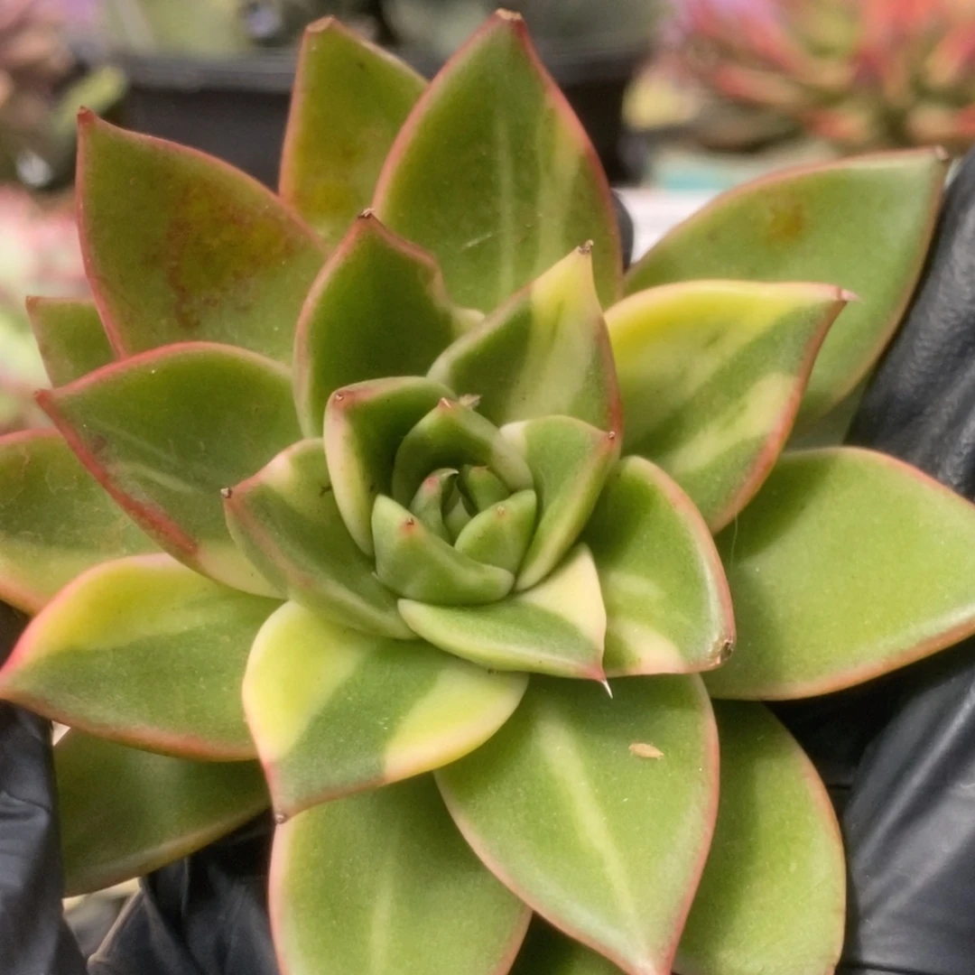 687藏宝图侧芽锦锦锦锦