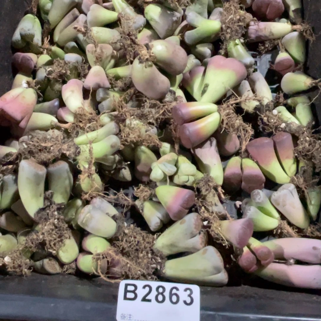 米***麻2863福利筐1不售后