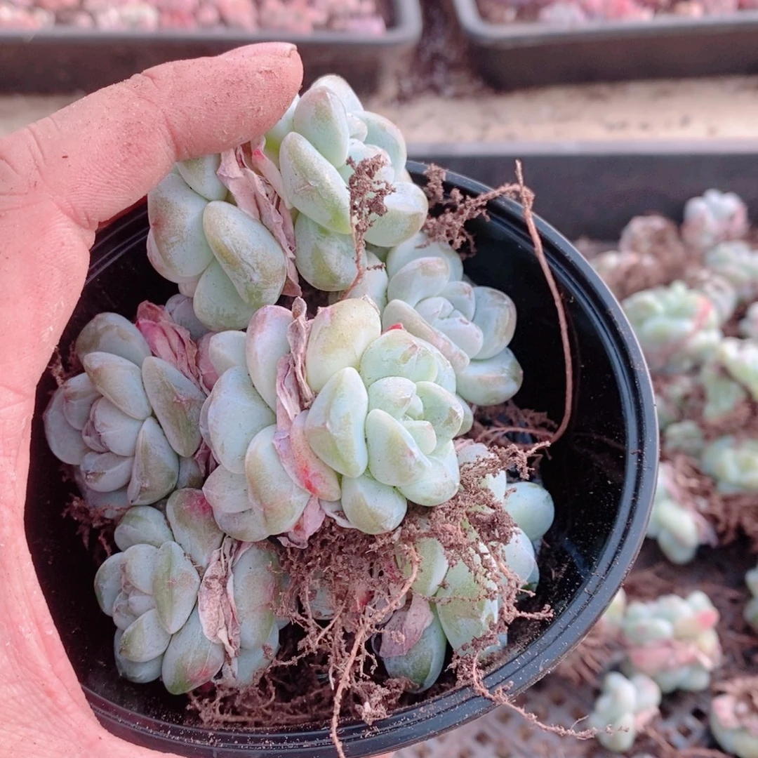 多肉植物精品切糕C108