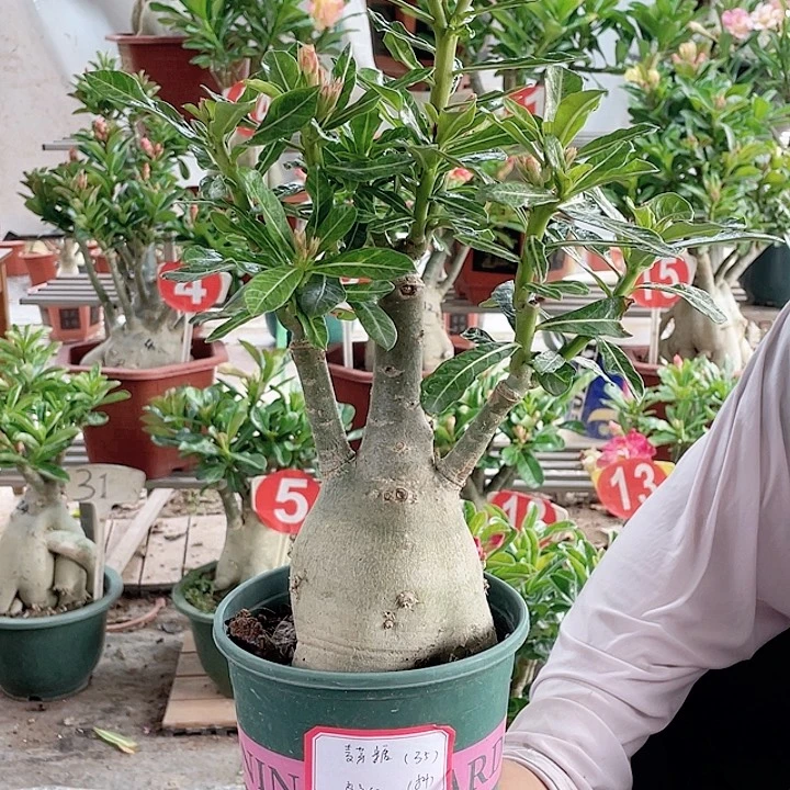 麦***糖完全开放沙漠玫瑰