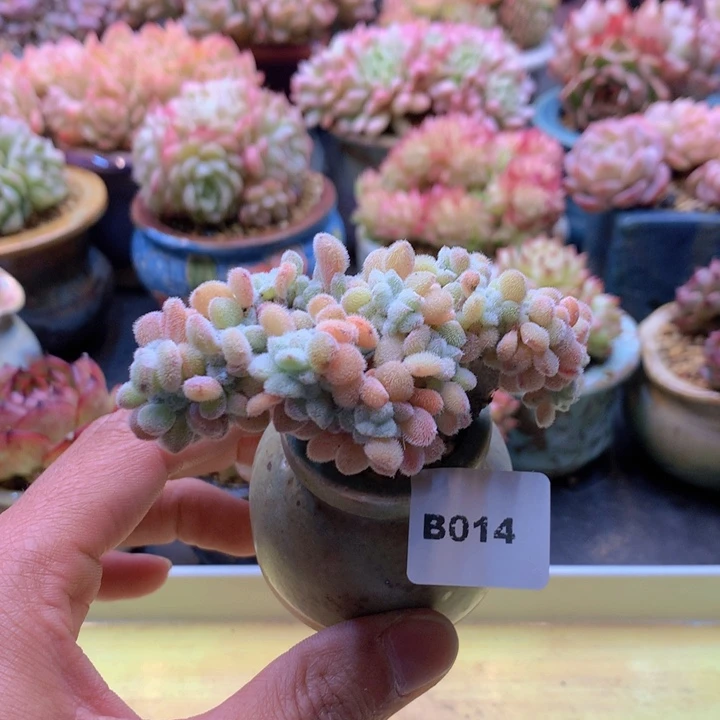 一物一拍满38包邮B014