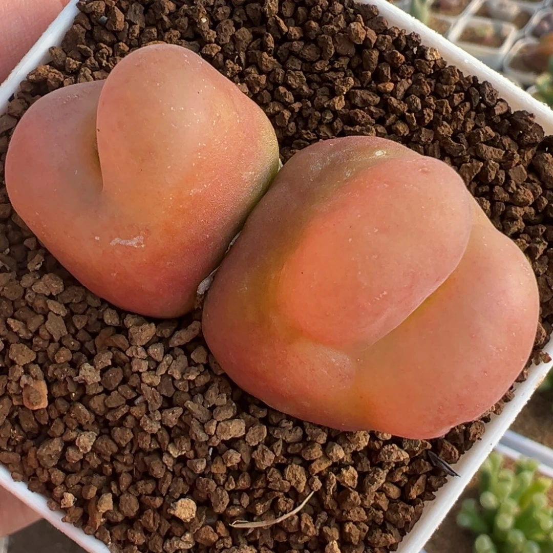 5.5厘米进口水蜜桃多肉植物
