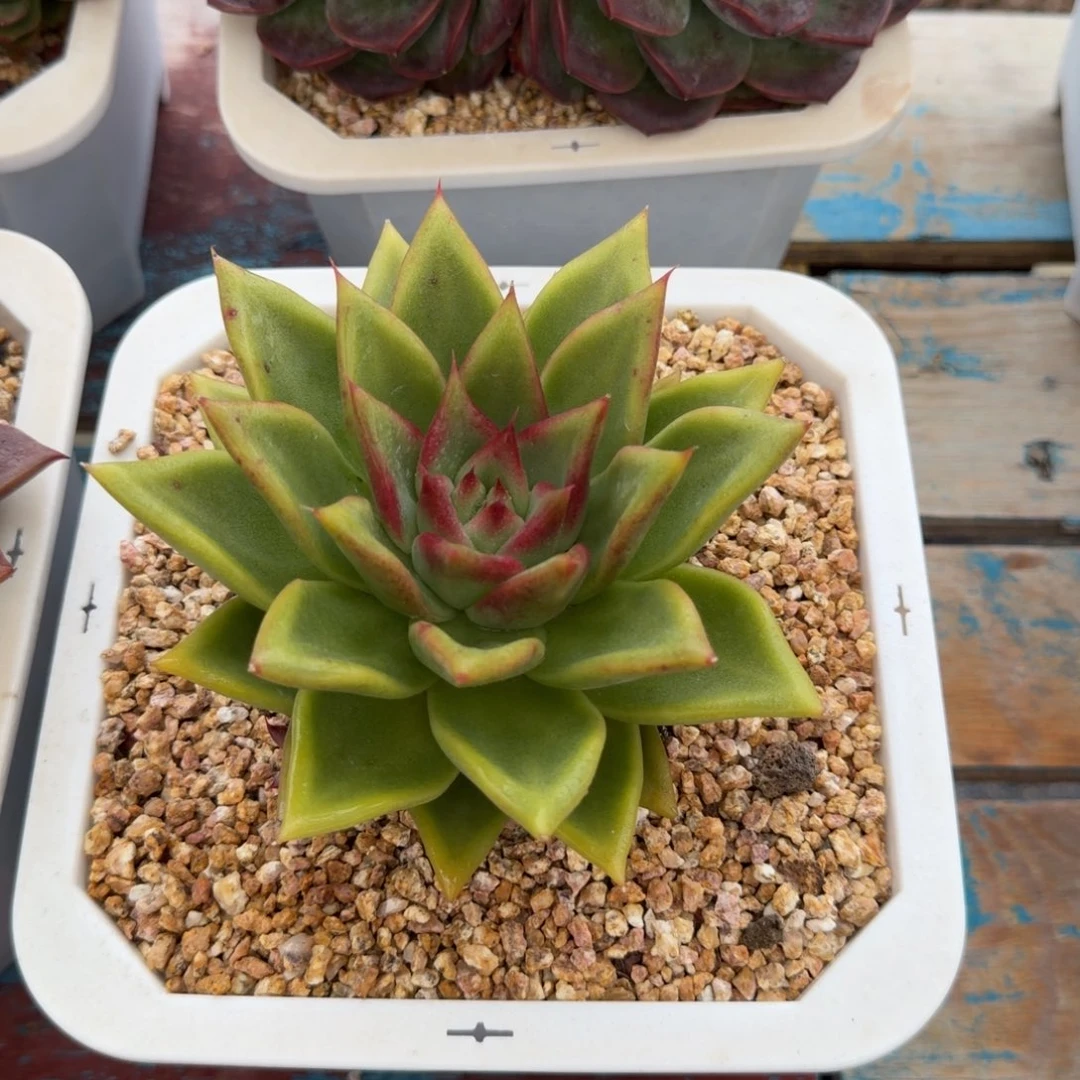 多肉植物一物一拍53