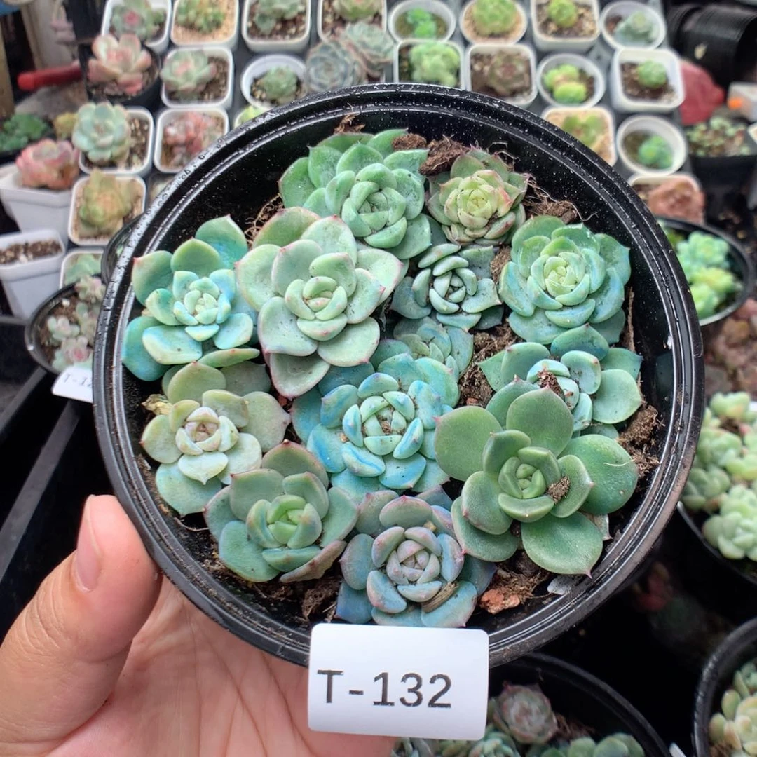 无花朵T132英语英语