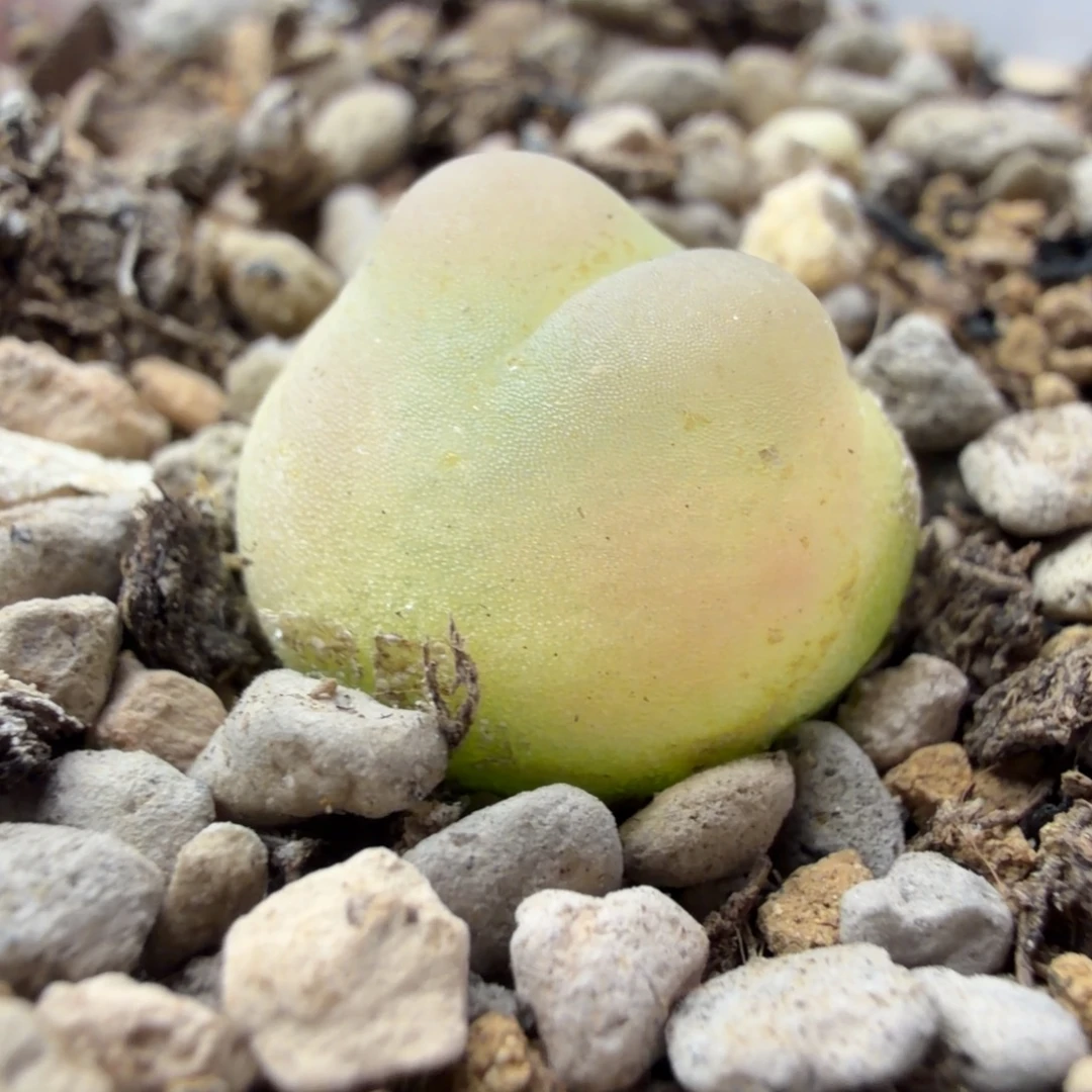 精品拉登小母本一颗330号