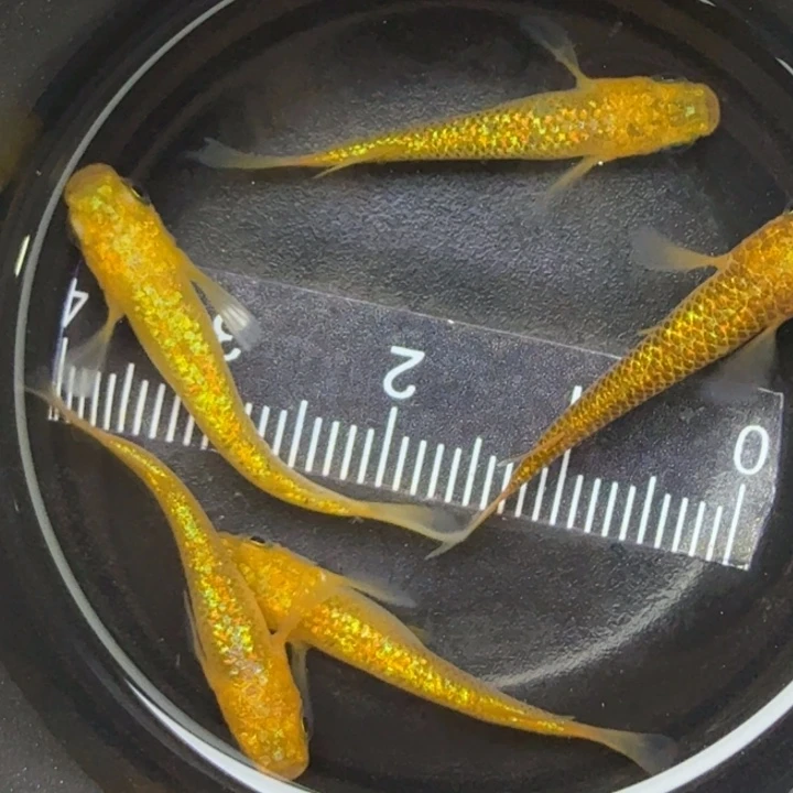 青鳉鱼阳光3号青鳉