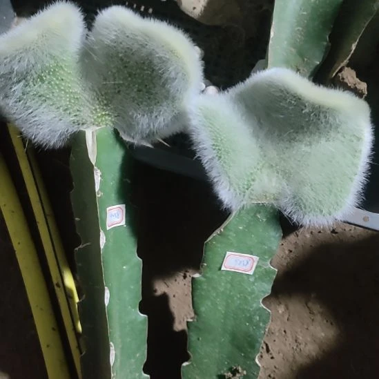 出***蓉仙人球九尾狐缀化两颗9258