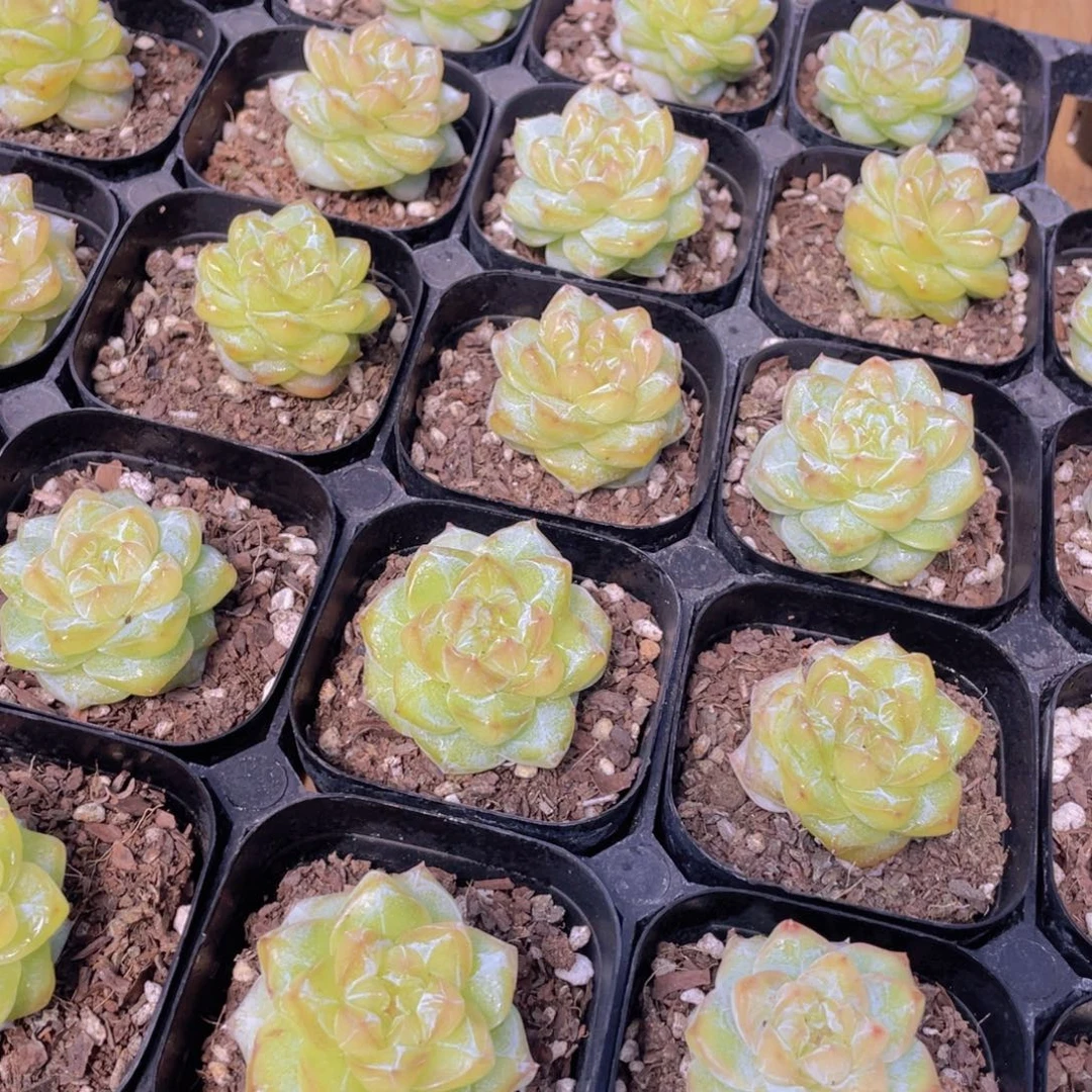 286号 优选水晶粉钻单头一个