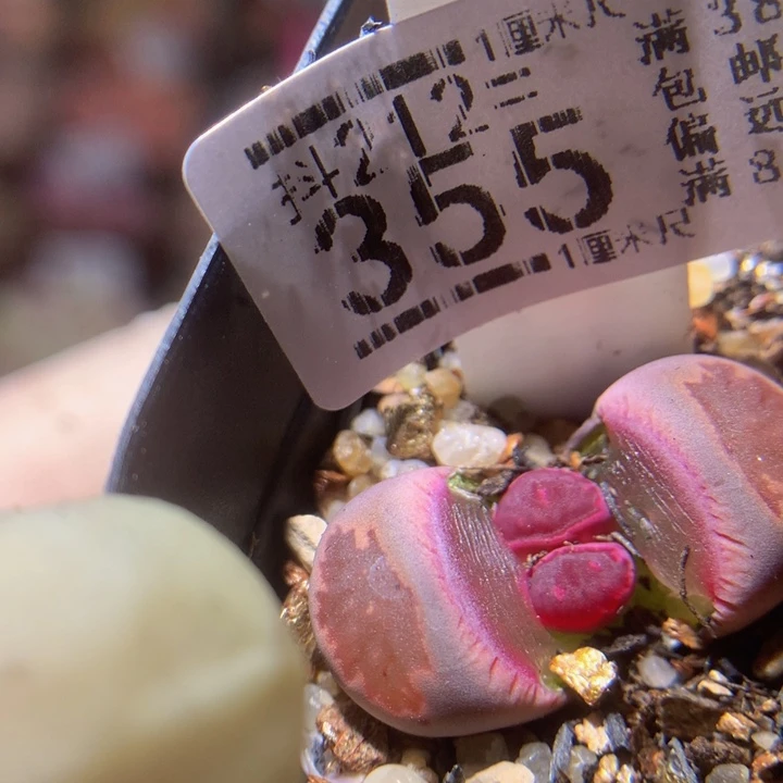 元宵节快乐212.355