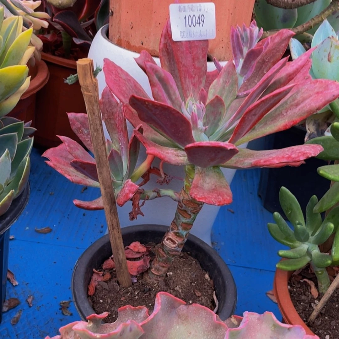 秋***和钻石锦10049多肉多肉